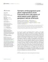 Artículo Somatic embryogenesis and plant regeneration from transverse thin cell layers of adult peach palm (Bactris gasipaes) lateral offshoots